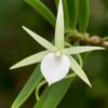 Angraecum didieri orchid plant for sale