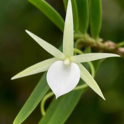Angraecum didieri