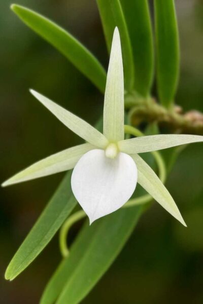 Angraecum didieri