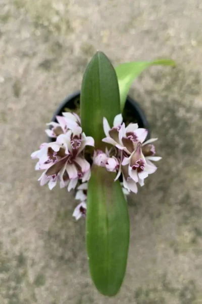 Dendrobium peguanum