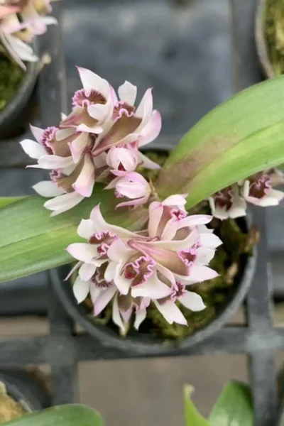 Dendrobium peguanum