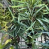 Microsorum thailandicum Blue Oil Fern