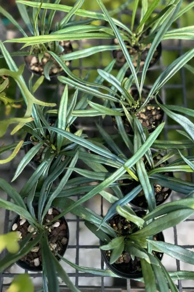 Microsorum thailandicum Blue Oil Fern