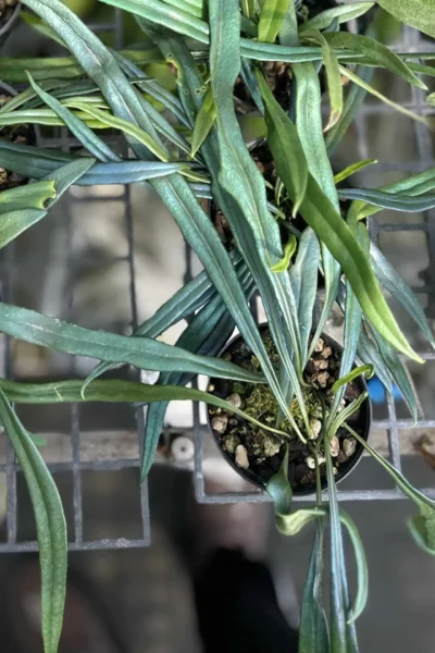Microsorum thailandicum Blue Oil Fern