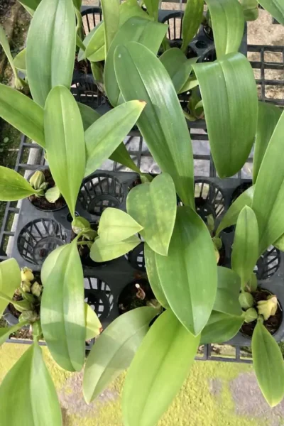 Bulbophyllum graveolens