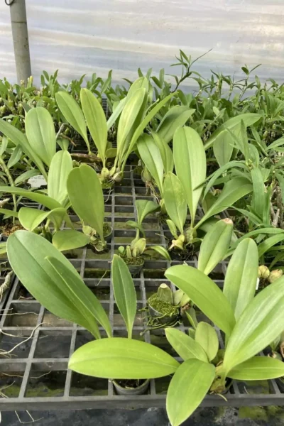Bulbophyllum graveolens
