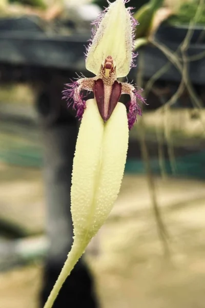 Bulbophyllum fascinator semi alba
