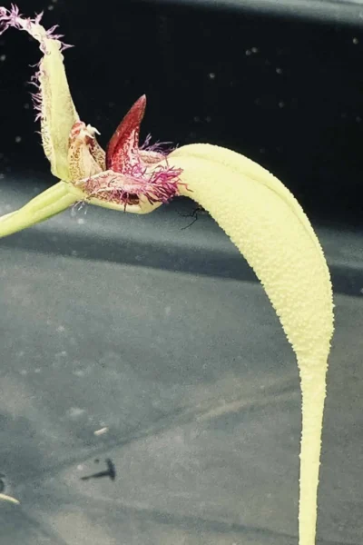 Bulbophyllum fascinator semi alba