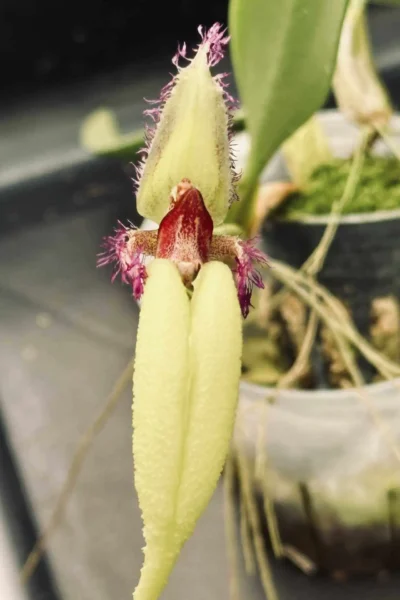 Bulbophyllum fascinator semi alba