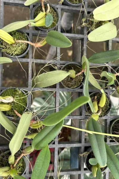Bulbophyllum fascinator semi alba
