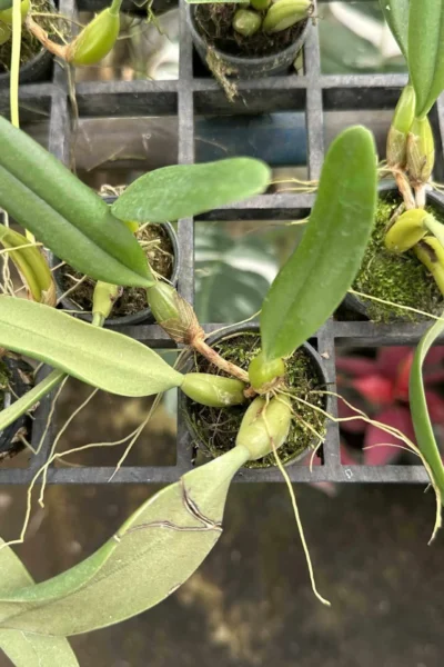 Bulbophyllum fascinator semi alba