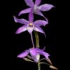 Dendrobium hercoglossum