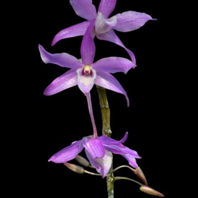 Dendrobium hercoglossum