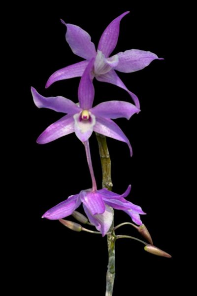 Dendrobium hercoglossum