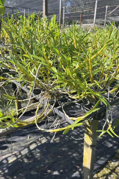 Dendrobium hercoglossum