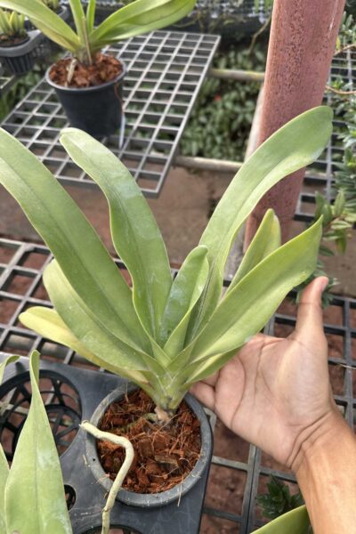 Vandopsis gigantea for sale