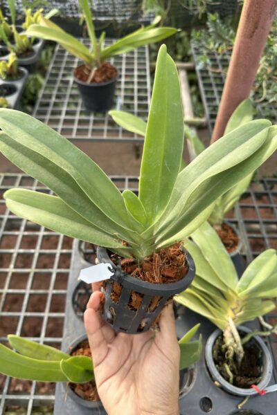 Vandopsis gigantea for sale