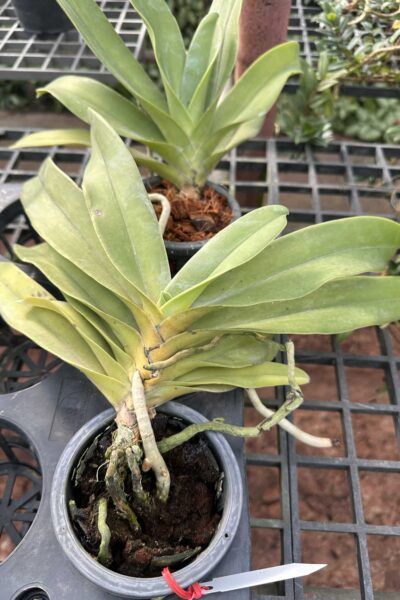 Vandopsis gigantea for sale