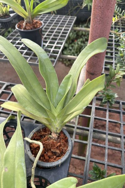 Vandopsis gigantea for sale