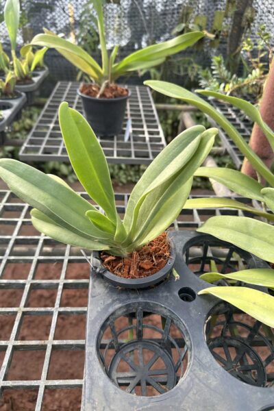 Vandopsis gigantea for sale