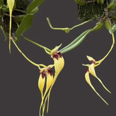 Bulbophyllum fascinator semi alba