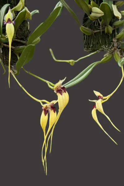 semi-alba Bulbophyllum fascinator