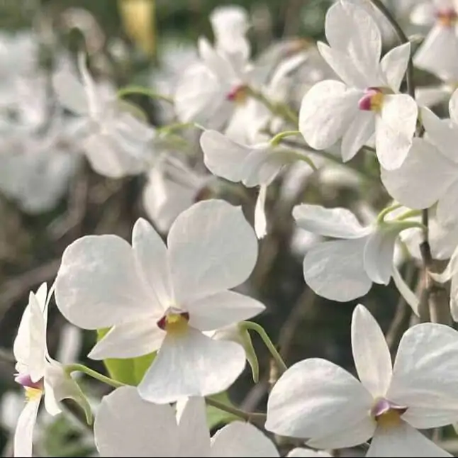 Dendrobium fytchianum