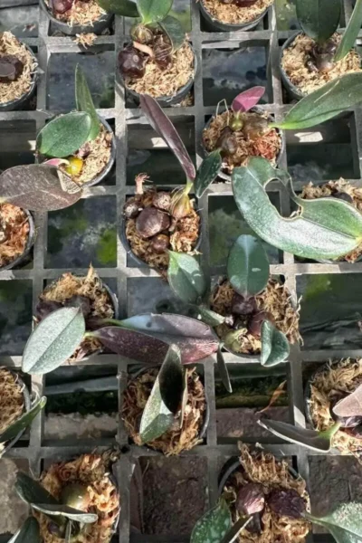 Bulbophyllum dayanum for sale (1)