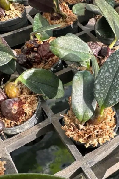 Bulbophyllum dayanum for sale