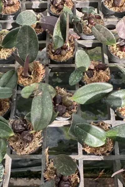 Bulbophyllum dayanum for sale