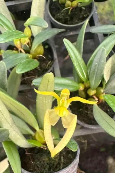 Bulbophyllum lasiochilum alba