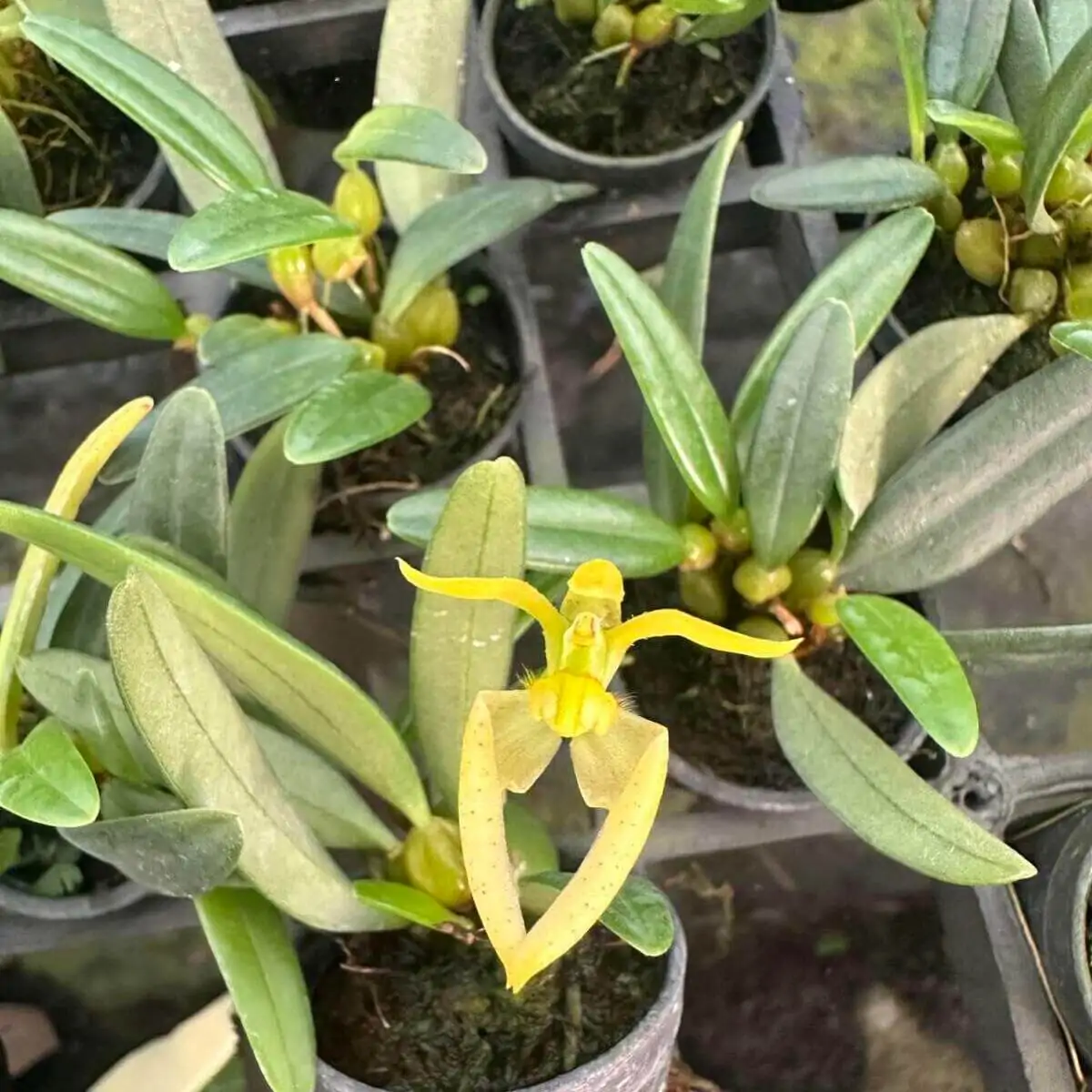 Bulbophyllum lasiochilum alba – Buy Online | Sib Orchid Bulbophyllum lasiochilum alba