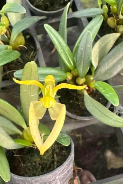 Bulbophyllum lasiochilum alba