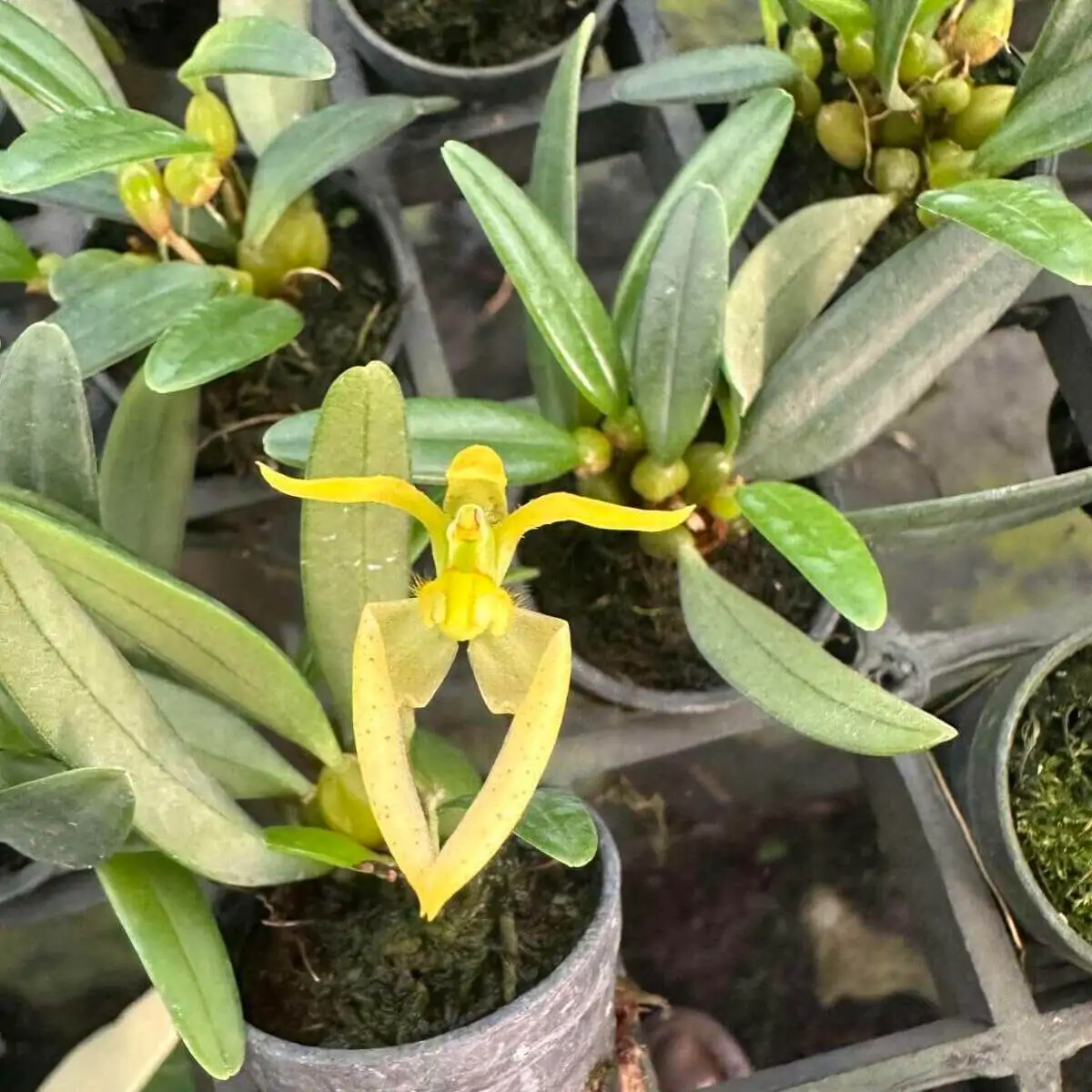 Bulbophyllum lasiochilum alba – Buy Online | Sib Orchid Bulbophyllum lasiochilum alba