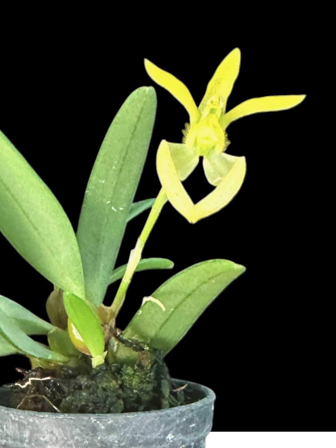 Bulbophyllum lasiochilum alba – Buy Online | Sib Orchid Bulbophyllum lasiochilum alba - Image 2