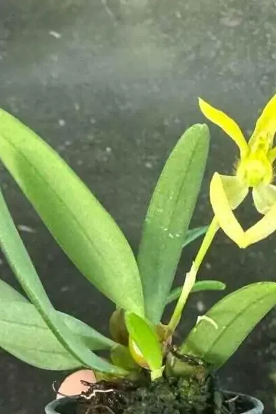 Bulbophyllum lasiochilum alba