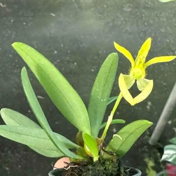 Bulbophyllum lasiochilum alba – Buy Online | Sib Orchid Bulbophyllum lasiochilum alba