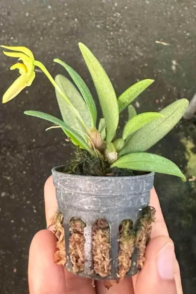 Bulbophyllum lasiochilum alba