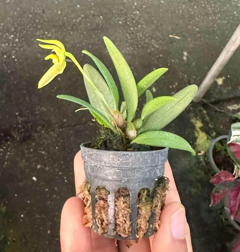 Bulbophyllum lasiochilum alba – Buy Online | Sib Orchid Bulbophyllum lasiochilum alba