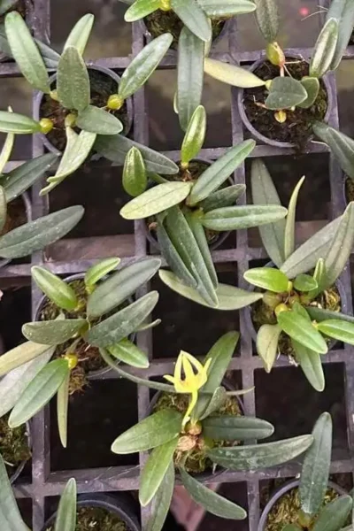 Bulbophyllum lasiochilum alba