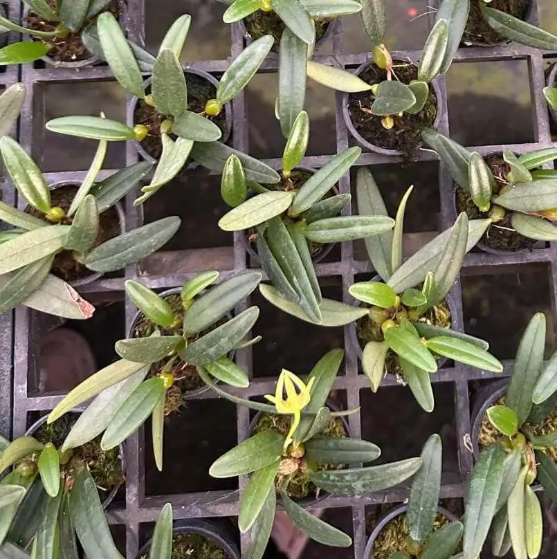 Bulbophyllum lasiochilum alba – Buy Online | Sib Orchid Bulbophyllum lasiochilum alba