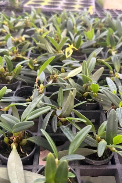 Bulbophyllum lasiochilum alba