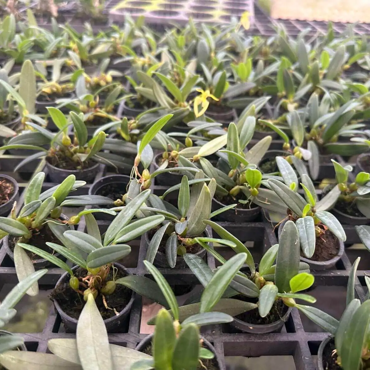 Bulbophyllum lasiochilum alba – Buy Online | Sib Orchid Bulbophyllum lasiochilum alba