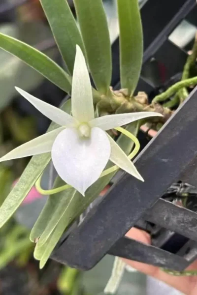 Angraecum didieri for sale siborchid white orchid