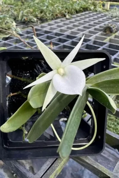 Angraecum didieri for sale siborchid white orchid