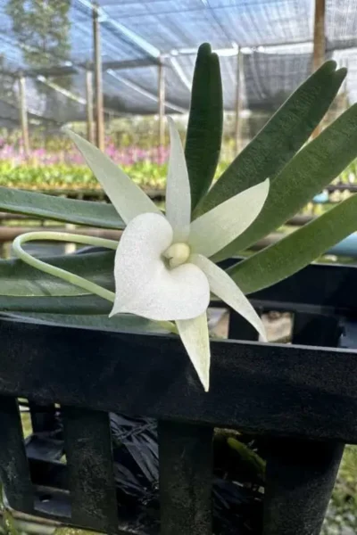 Angraecum didieri for sale siborchid white orchid