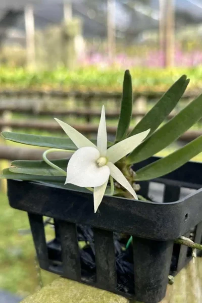 Angraecum didieri for sale siborchid white orchid