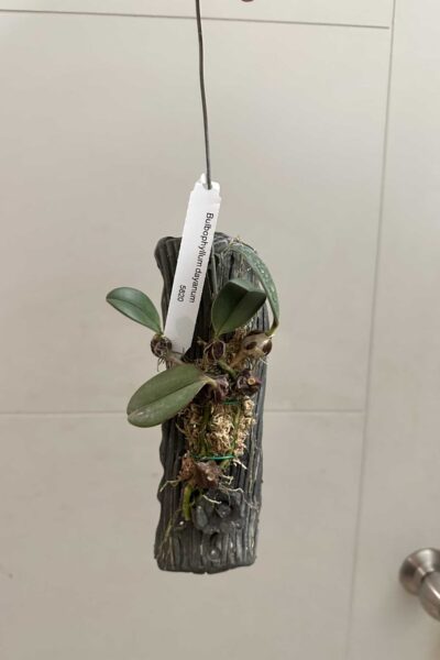 Bulbophyllum dayanum for sale (1)