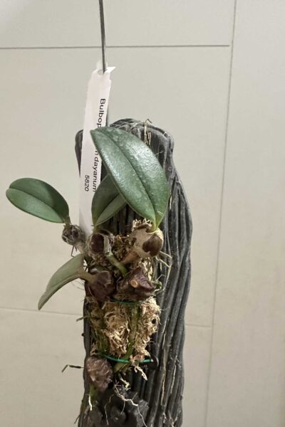 Bulbophyllum dayanum for sale (1)