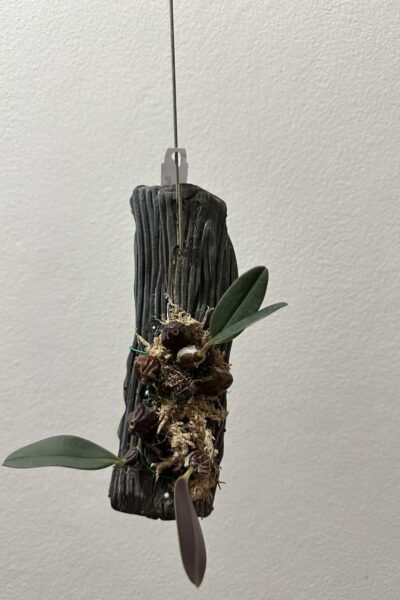 Bulbophyllum dayanum for sale (1)